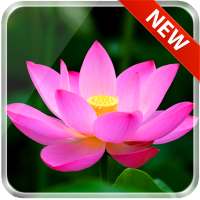 Lotus 3D Live Wallpaper