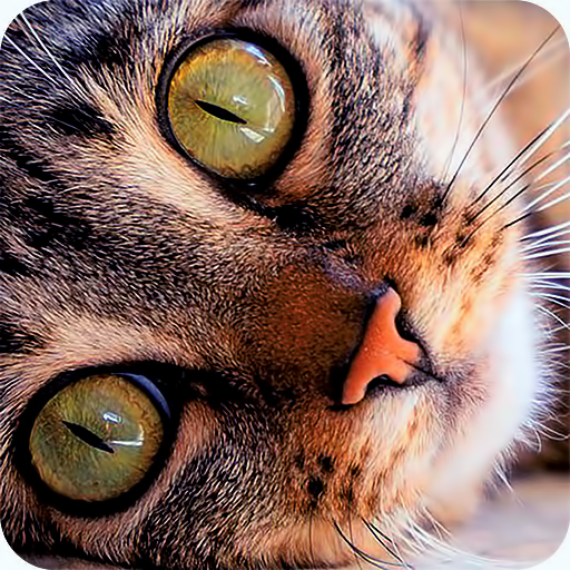 Cat purr therapy jigsaw puzzle icon