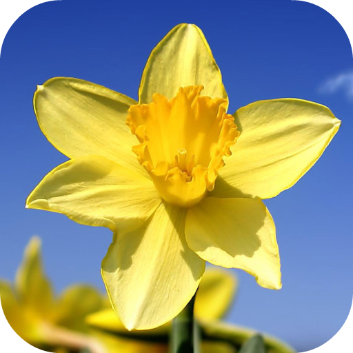 Daffodils Video Live Wallpaper icon