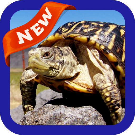 Turtle Wallpaper icon