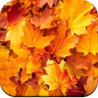 Autumn Wallpaper 4K on 9Apps