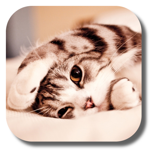 Lazy Cat Live Wallpaper icon