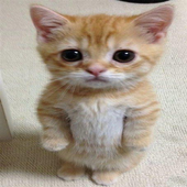 Gatitos fotos icon