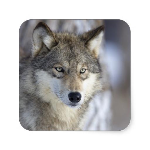 Wolf HD Wallpaper icon