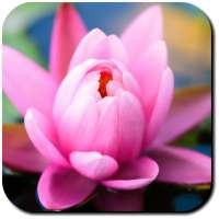 Lily Wallpapers on 9Apps