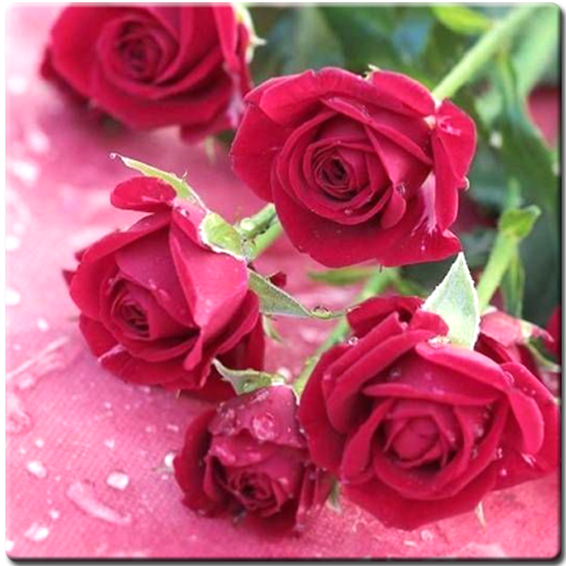 Rose Mobile Wallpapers icon