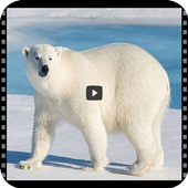 Documentaries wild animals hd icon