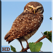 Brazilian Bird Song icon