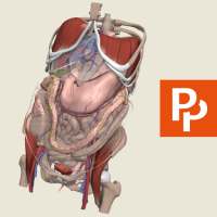 Abdomen: 3D RT - Sub