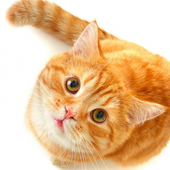 Cute Cat Puzzle icon