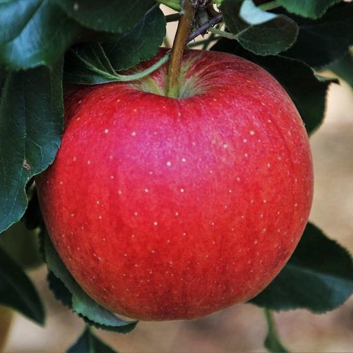 Apple Wallpapers HD icon