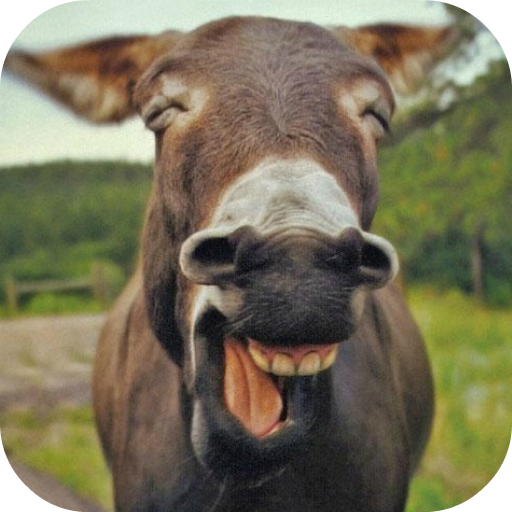Donkey Sound icon