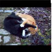 the battle cats icon