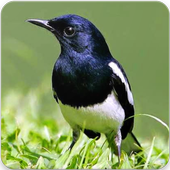 Oriental Magpie Robin Bird Sounds : Robin Song icon
