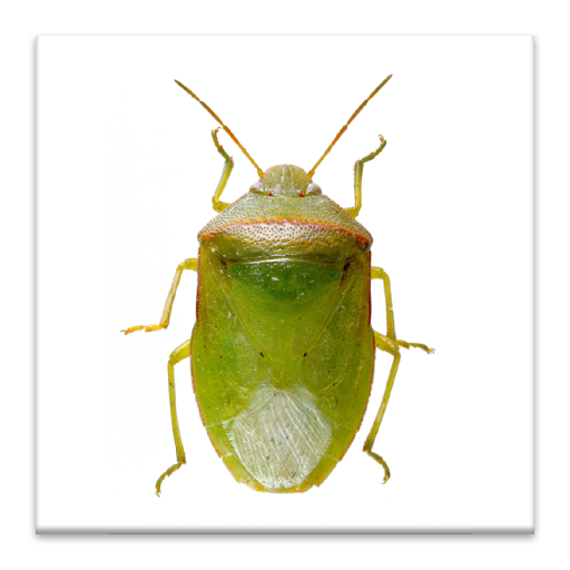 SE Agricultural Stink Bug ID icon