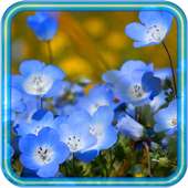 Flowers Wild HD live wallpaper