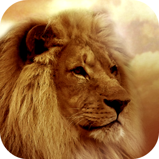 Lion Wallpapers icon