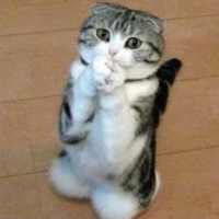 Free Entertainment Videos 2021