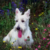 Dog Jigsaw icon