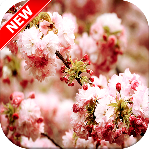 Spring Wallpaper icon