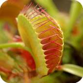 Venus Fly Trap Pack 2 LWP