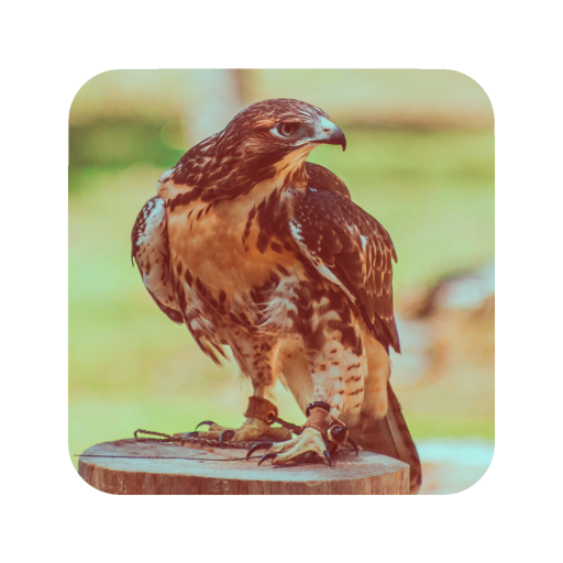 Eagle Wallpaper أيقونة