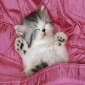 cats funds