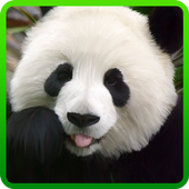 My Little Panda Wallpaper icon