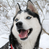 Dogs Life HD Jigsaw Puzzles icon