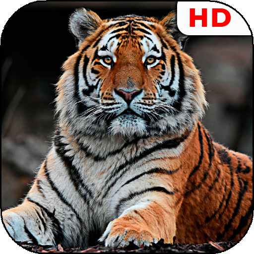 Tiger Wallpapers | hd backgrounds icon
