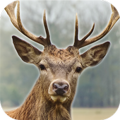 Deer Hunting Sniper Shooter 3D icon