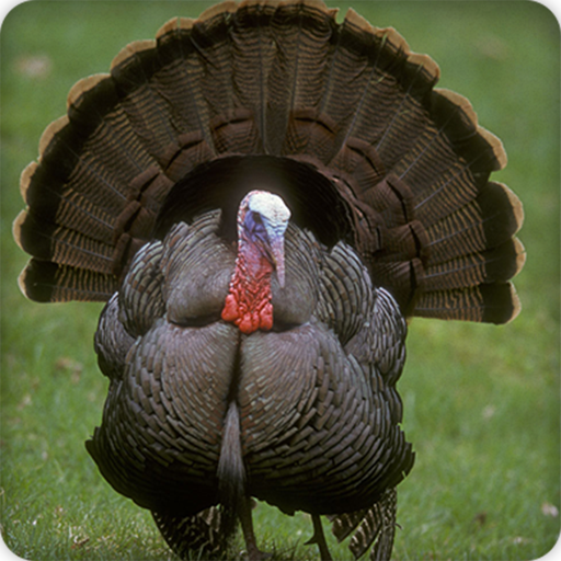 Turkey Sounds Ringtone icon