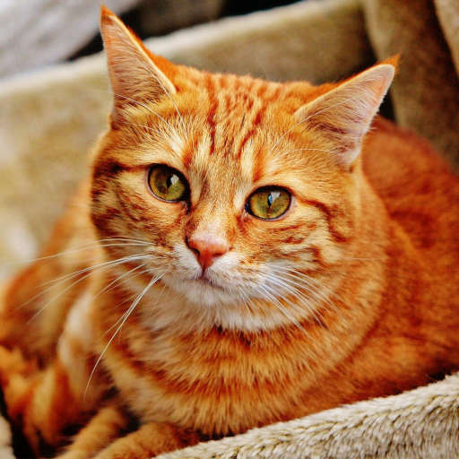 Cats Jigsaw Puzzles icon