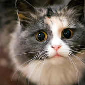 Cute Cat Photo Jigsaw Puzzles icon