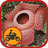 Kurir Bengkulu on 9Apps