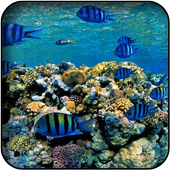 Fish Wallpapers icon