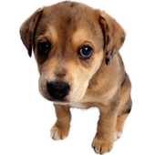 Puppy Widget icon
