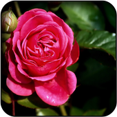 Rose wallpapers icon
