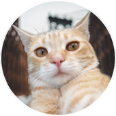 Selfie Cat Camera icon