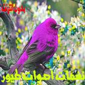 Oiseau sonne des tons