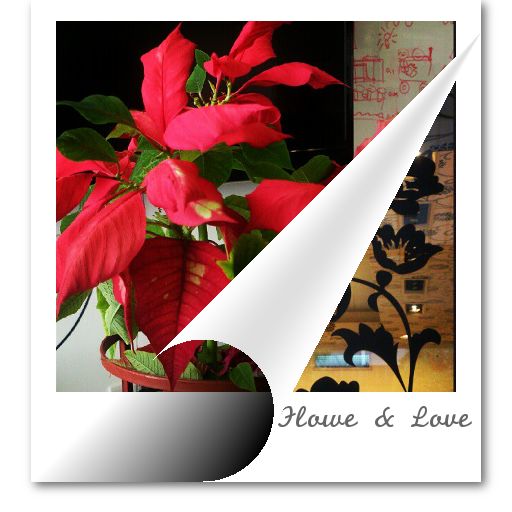 LivePhoto Widget icon