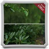 Leafy Rainfall LIVE WALLPAPER on 9Apps