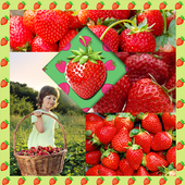 Strawberry Photo Collage icon