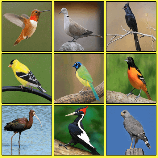 ikon South American Birds