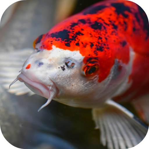 Japanese Koi Fish Wallpaper icon