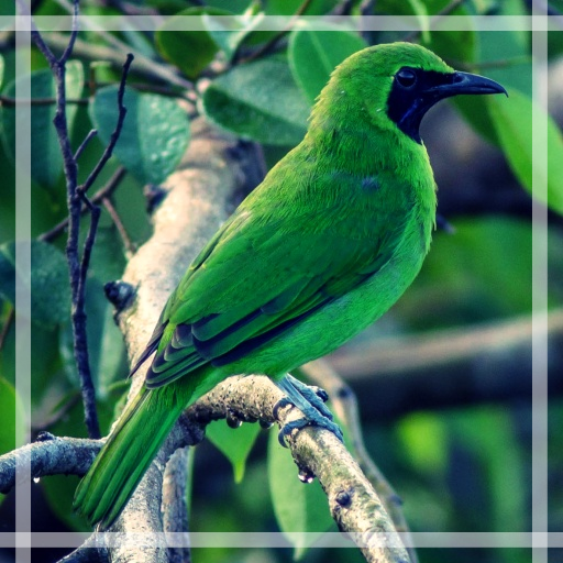 Kicau Cucak Ijo Gacor - Offline icon