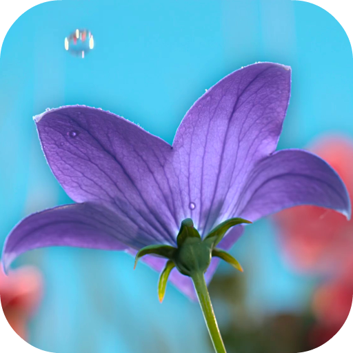 Flowers Video Wallpaper For Lock Screen icon