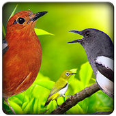 ikon Suara Burung Betina