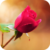 Red Rose Wallpaper icon