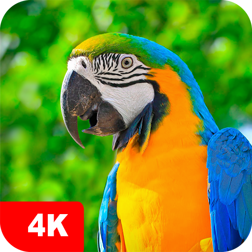 Hintergrundbilder Papageien 4K icon